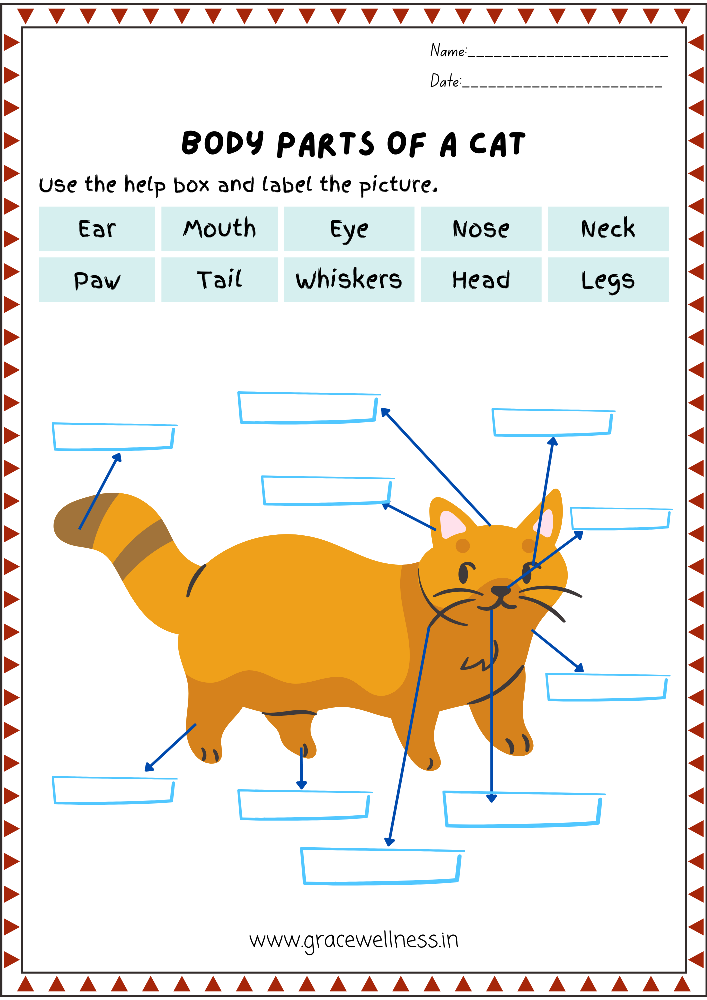 body parts of a cats worksheet pdf kids